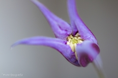 Dichtbij-Clematis-9128