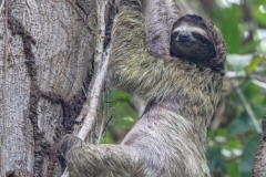 Three-toed Sloth IMGL5333