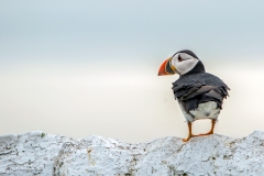 HV-Papagaaiduiker-Farnes-Islands-0430