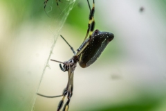 Golden silk orb-weaver IMGL5924